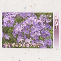 「誕生日の花カードA」 綿の実工房ギフト【メッセージカード】