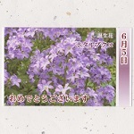 名入れギフト名入れ記念品　綿の実工房メッセージカード【誕生日の花カード】