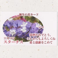 「誕生日の花カードC」 綿の実工房ギフト【メッセージカード】