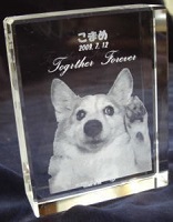 �y�b�g�ʐ^ ���O���� 2D�N���X�^�����[�U�[���������� �L�O�i