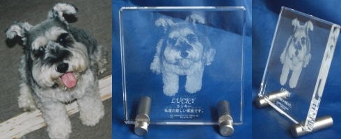 2D�N���X�^�����[�U�[���������� �y�b�g�ʐ^ �X�^���h�t �I���W�i�� �L�O�i �Ȃ̎��H�[